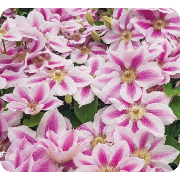 Clematis Cotton Candy